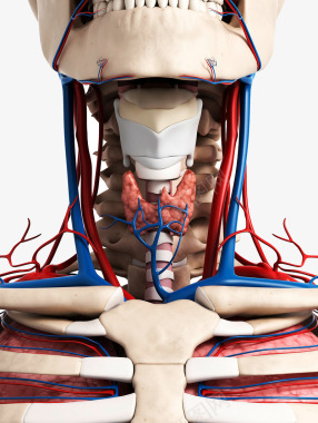 模型喉咙静脉血管图标图标