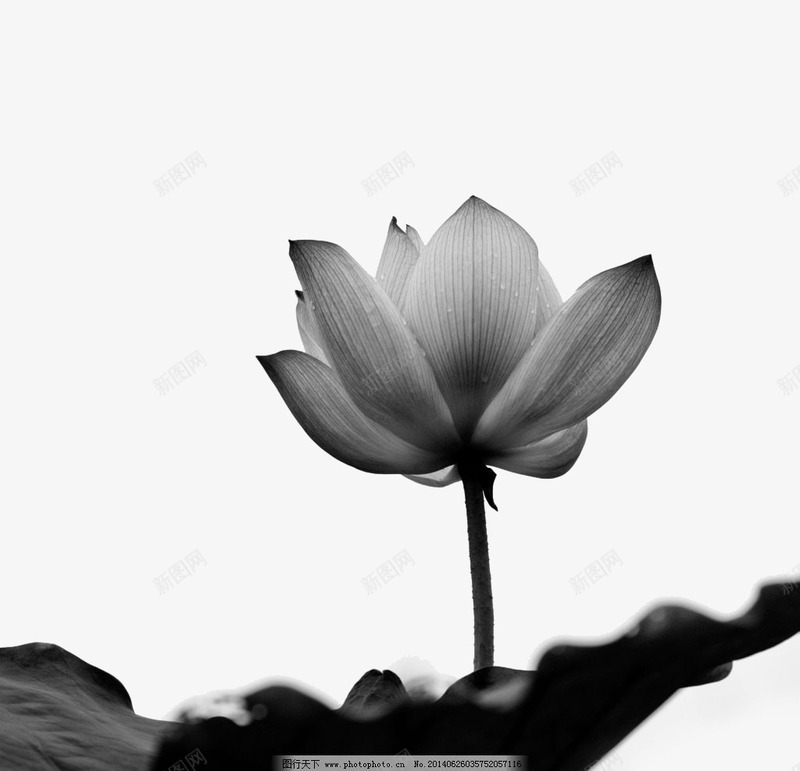 黑白荷花png免抠素材_88icon https://88icon.com 好看素材 荷花 黑白素材