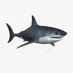 黑色鲨鱼模型素材