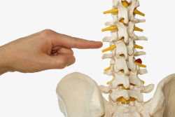 腰椎结构讲学素材