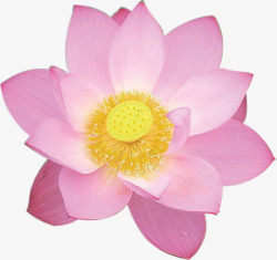 盛开的荷花粉色花朵中秋海报素材