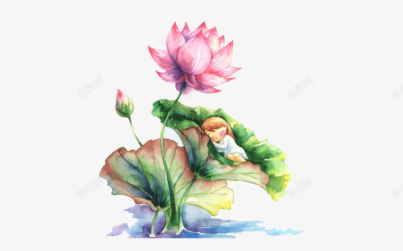 水彩画荷花psd免抠素材_88icon https://88icon.com 水彩画 荷花