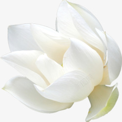 绽放的荷花素材