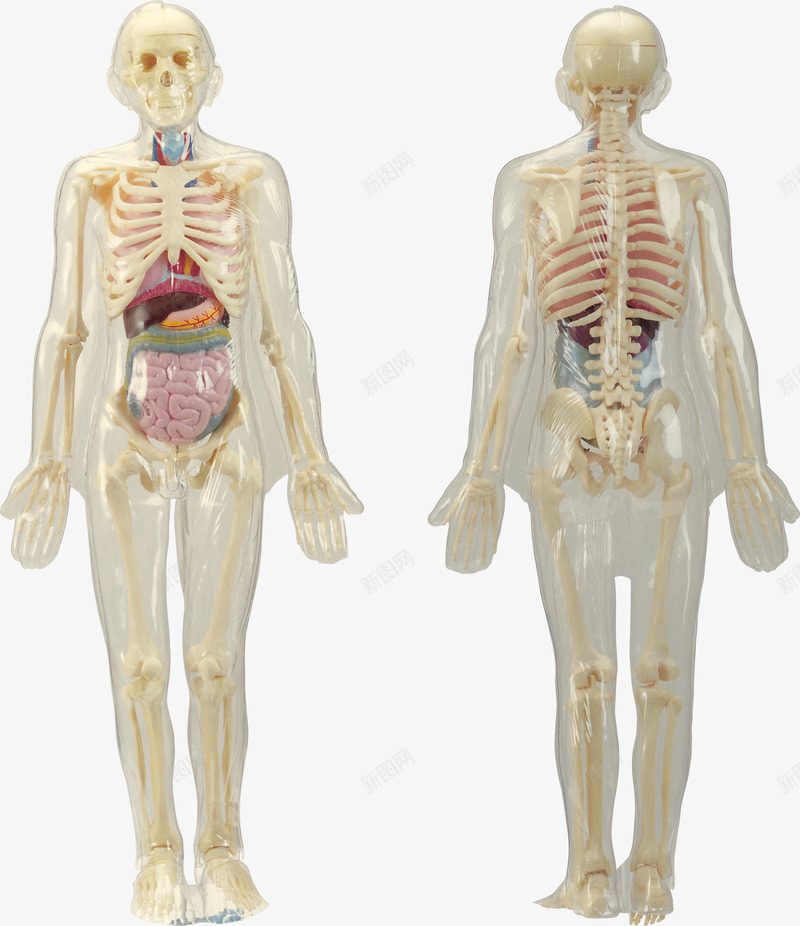 人体骨骼系统模型png免抠素材_88icon https://88icon.com 人体肌肉骨骼 人体骨骼 人的骨头 医学 医学模型 医学研究 胰脏 骨骼 骨骼模型