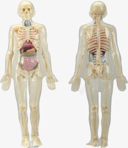 人体骨骼系统模型素材