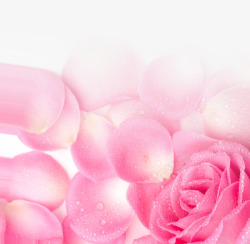 粉色露珠玫瑰花瓣七夕素材
