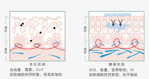 皮肤png免抠素材_88icon https://88icon.com 护肤品 清洁 皮肤