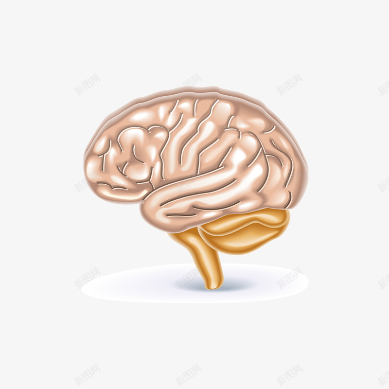 灰色脑部模型矢量图ai免抠素材_88icon https://88icon.com 手绘 模型 灰色 脑部 矢量图