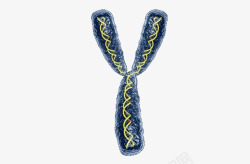 基因模型Y染色体高清图片