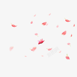 粉色飘浮花瓣高清图片