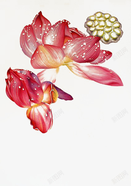 荷花素描png免抠素材_88icon https://88icon.com 彩铅 素描 绘画 荷花