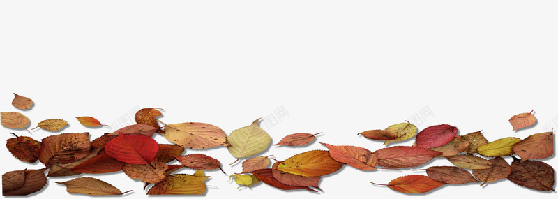 秋日落叶美景成熟png免抠素材_88icon https://88icon.com 成熟 秋日 美景 落叶