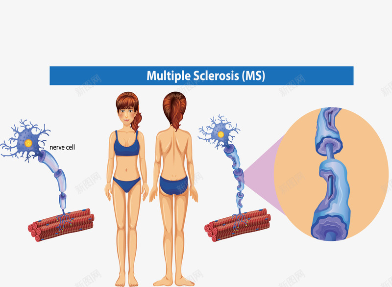 健康生物人体细胞矢量图ai免抠素材_88icon https://88icon.com 人体 人体细胞 生物人体 矢量png 细胞 细胞结构 矢量图