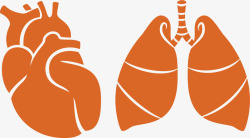 肺叶模型元素矢量图素材