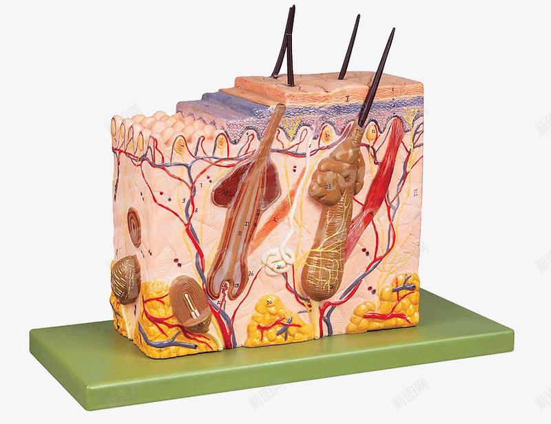 皮肤粉刺细胞效果模型图png免抠素材_88icon https://88icon.com 3D细胞模型 毛囊 皮肤结构 细胞 血管