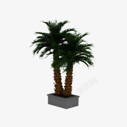 棕榈树盆栽3d模型素材