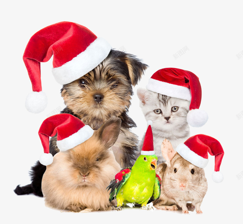 宠物也过圣诞节png免抠素材_88icon https://88icon.com 圣诞帽子 圣诞狂欢 圣诞节 宠物 宠物医院