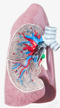 肺部医疗模型图标图标