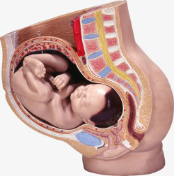 怀孕模型母亲肚子里的胎儿高清图片
