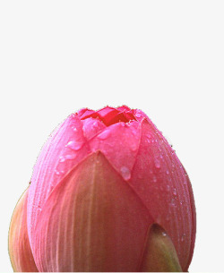 雨后莲花粉色莲花高清图片