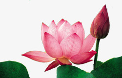 雨后莲花淡雅的粉色莲花高清图片