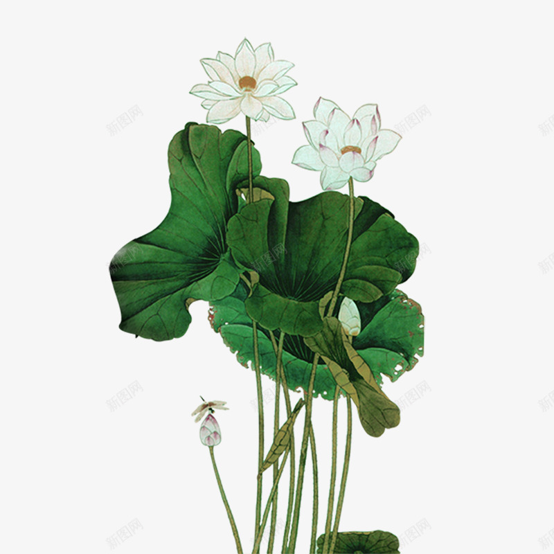 水墨荷叶国画荷花png图片免费下载-素材swktzaac-88ICON