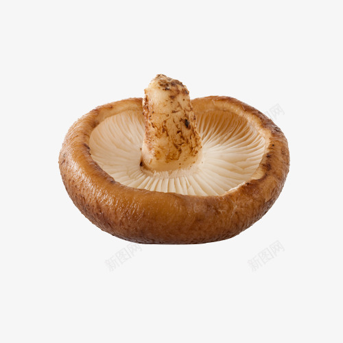 鲜香菇摄影png免抠素材_88icon https://88icon.com 健康 实物 绿色食品 蘑菇 食用菌 香菇 香菇青菜 鲜香菇摄影