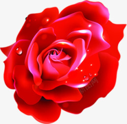 鲜艳红玫瑰水珠素材