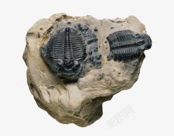 考古素材动物化石高清图片