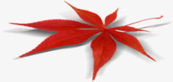 手绘红色枫叶旅游海报素材
