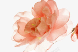 橘色花瓣透明粉色花瓣高清图片
