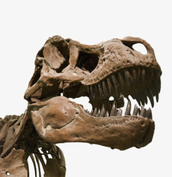 霸王龙头颅生物化石实物素材