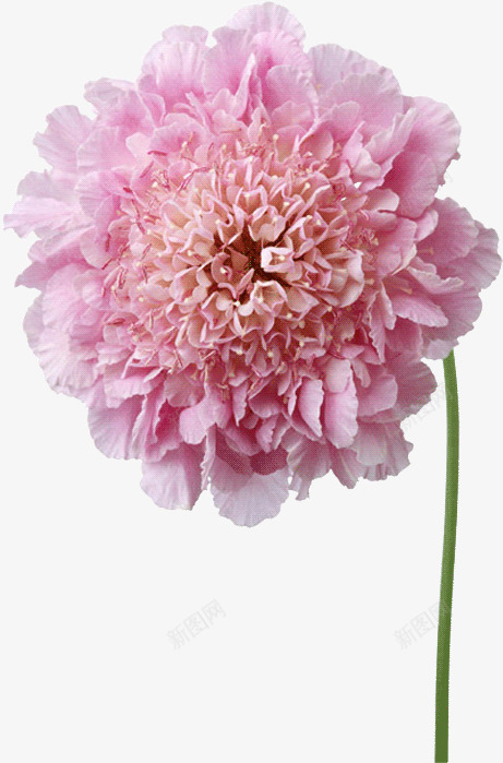 创意合成效果粉红色的海棠花png免抠素材_88icon https://88icon.com 创意 合成 效果 海棠花 粉红色