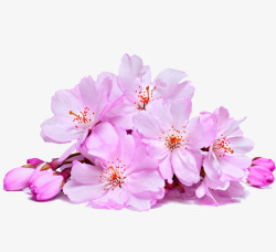 粉红色桃花实物装饰图案素材