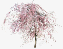 粉红树素材