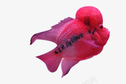 珍珠罗汉鱼红色罗汉鱼高清图片
