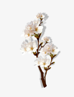 植物白色盛开梅花素材