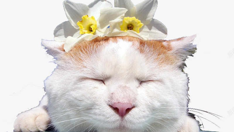 头戴花的猫叔png免抠素材_88icon https://88icon.com 日本 猫叔 花