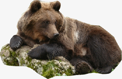 石头上趴着的棕熊png免抠素材_88icon https://88icon.com 棕熊 石头