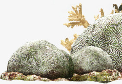 海底摄影海洋石头珊瑚素材