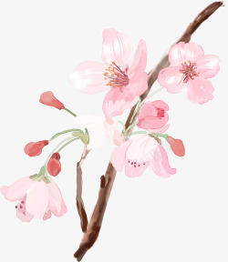开放的梅花粉色水彩开放梅花高清图片