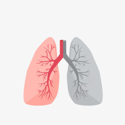 肺的对比图矢量图素材