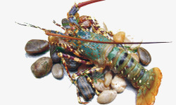 野生澳洲龙虾澳洲青龙高清图片