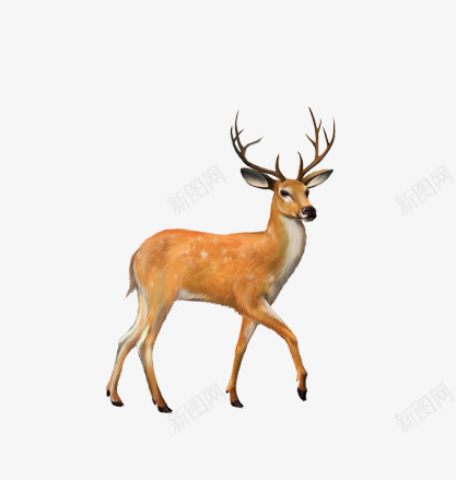 一只鹿png免抠素材_88icon https://88icon.com 卡通手绘 梅花鹿 海报 美丽的鹿 装饰