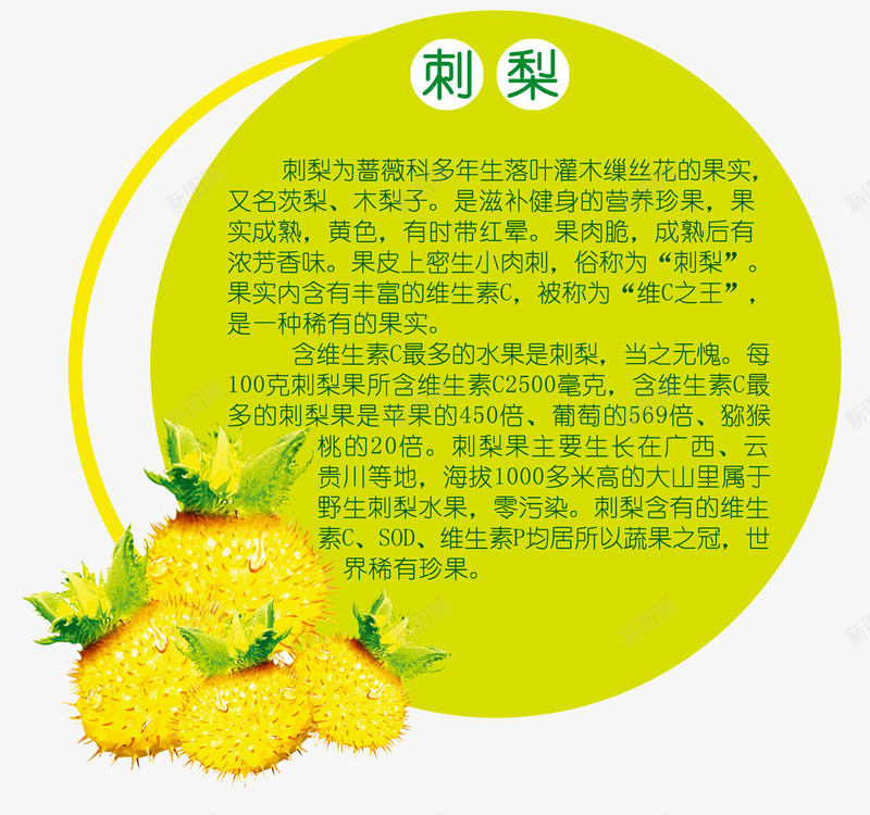 刺梨简介png免抠素材_88icon https://88icon.com 刺梨 刺梨图片 刺梨摄影 刺梨特写 刺梨花 水果药材 高清刺梨 高清水果