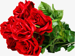 珠光红色玫瑰七夕素材