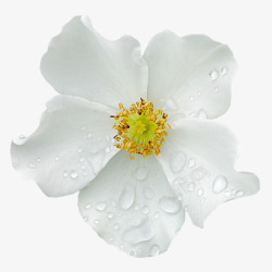 白色花朵上的水珠素材