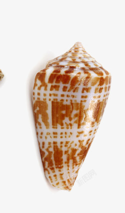 河蚌海螺高清图片