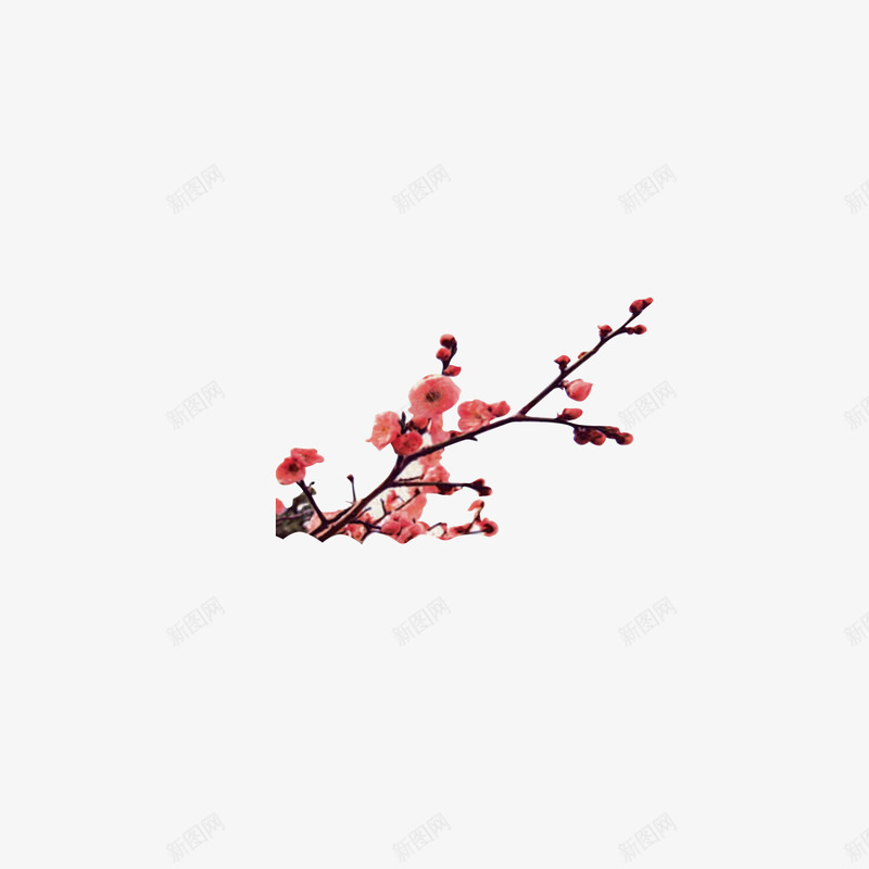 好看的梅花图案png免抠素材_88icon https://88icon.com 一支梅花 梅花 梅花图 梅花透明图
