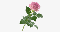 一支粉红色盛开单支玫瑰素材